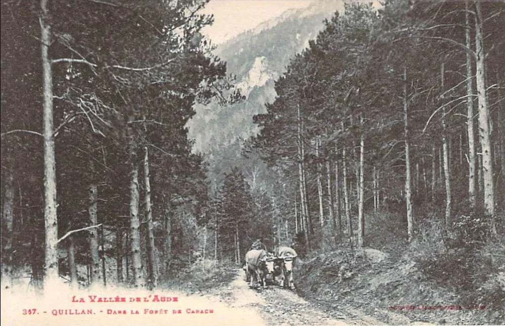 bois-transport-7